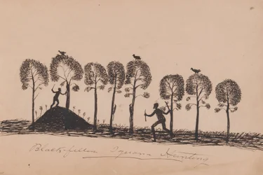 Kwatkwat people - Black fellow iguana hunting-Sketchbook of Aboriginal activities